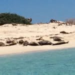 Brendan Payne - @sealioncharters88 - Instagram