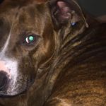 Brendan Roy - @brendan.roy.50 - Instagram