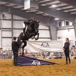 Brendan Wise - @brendan_wise_equestrian - Instagram
