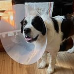 Frank&ruffy - @brendan_wise1 - Instagram