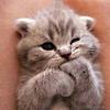 MIA_FRIENDS - @brenden_edwards - TikTok