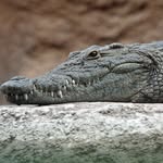 Brendon Harris - @brendon_the__reptilian - Instagram