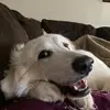 Brenna Johnston - @brennajohnston1 - TikTok