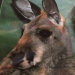 Brenna Willis - @elephants2005 - Instagram
