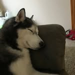 Brennan Doyle - @subathehusky - Instagram