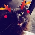 Brennan Evans - @brennan_floof - Instagram
