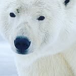 brennen Johnson - @arcticbear4 - Instagram