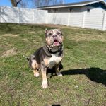 Brent Cobb - @midwest_mammoth_bullies - Instagram