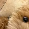 Brentley Surjana - @brentley.surjana - TikTok