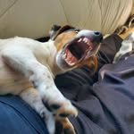 Brent McRae - @brentmcrae22 - Instagram