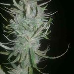 Brent Murray - @murraygrass50 - Instagram