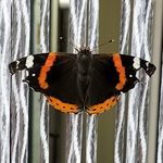 Bertine Oldenwening - @brentes_hondenspullen - Instagram