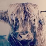 Brent Thomson - @thomson_brent - Instagram