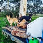 Brent Thomson - @brentonianthom - Instagram