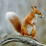 Brent Vaughn - @squirreiiyone - Instagram