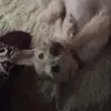 BrettSchaefer - @stephupsj8n - TikTok