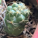 Bret Walters - @bretsplants - Instagram