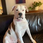 Brett Allison - @azbulldog5 - Instagram