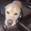 _brettbush_ - @_brettbush_ - TikTok
