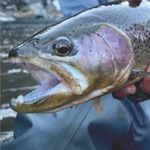 Brett Bush Fly Fishing - @catchmeonthefly_ - Instagram