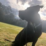 Brett Copes - @brucecampbellwaynetheshark - Instagram