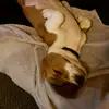 Fuzzybacon - @brettwheatcraft - TikTok