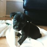 Brett Dyson - @borrisjohnson1221 - Instagram
