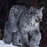 Brett Goodreau - @brettimusprime81 - Instagram