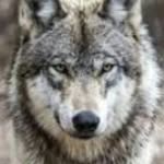 Brett graybill - @nightwolv3s - Instagram