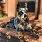 Brett Hahn - @bhahndgo - Instagram