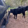 Brett Hamm - @brett.hamm8 - TikTok