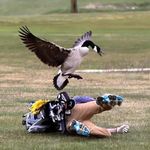 Brett Harvey - @brett.vs.severalgeese - Instagram