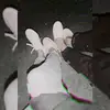 BrettKaiser - @brielmbw0t0 - TikTok