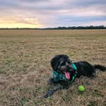 Brett Liles - @opie0130 - Instagram