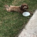 Brett Quigley - @muckyduc - Instagram