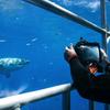 Brett Ramsden - @great_white_shots - TikTok