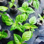 Brett Read - @chillifusionz - Instagram