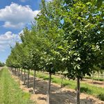 Brett Rhoads - @rhoadsfarms - Instagram