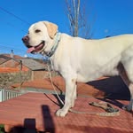 Brett Rivas Retriever - @brett_rivas_guauguau - Instagram