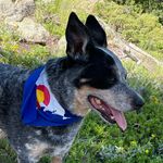 Brett, and Ruby the ACD - @cattledogadventures - Instagram