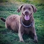 Brett Schaefer - @brettschaef63 - Instagram