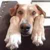 Bria Woods - @henry_the_greatdog - TikTok