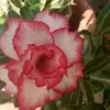 Brian Alva - @brian.alva54 - TikTok