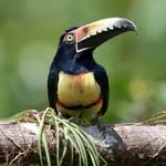 Brian Anderson - @brian_anderson_birding - Instagram