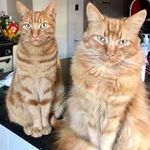 😻 Brian, Angus & Malcolm 😻 - @brianandangus - Instagram