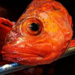 Brian Angus - @fishgossiper - Instagram