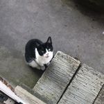 brian angus - @brian_angus_acdcats - Instagram