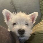 Brian Angus Griffin - @brian_griffin_the_westie - Instagram