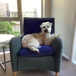 Brian Angus wheaten - @briananguswheaten - Instagram