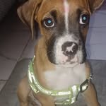Brian Arevalo - @brianarevalo708 - Instagram